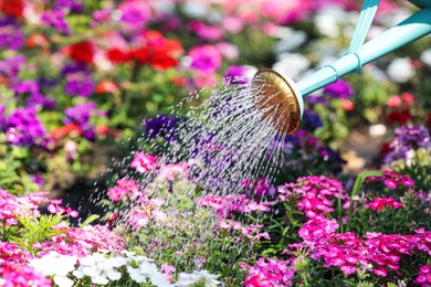 Photo of Watering beautiful flower bed with can outdoors