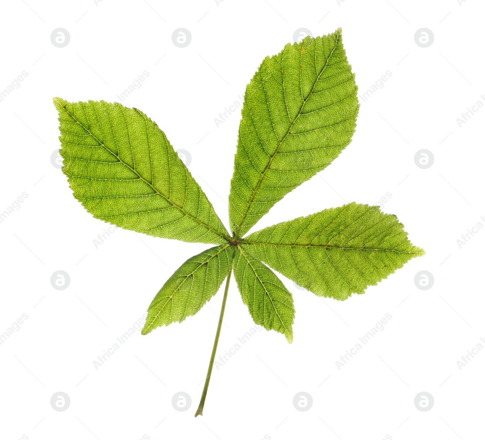 Photo of Horse chestnut tree leaf isolated on white