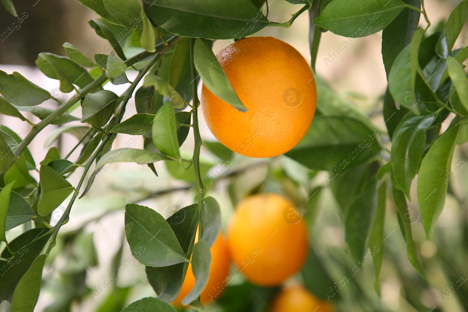 Photo of Fresh ripe orange growing on tree outdoors, closeup