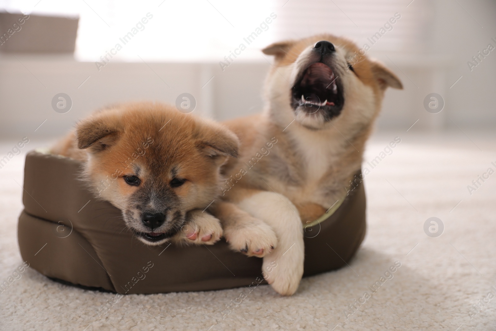 Photo of Adorable Akita Inu puppies in dog bed indoors