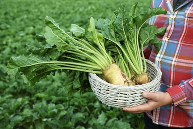 Photo of Man holding wicker basket with white beets in field, closeup