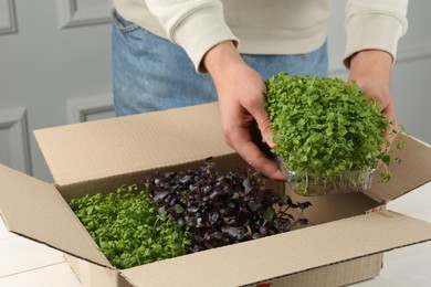 Woman with cardboard box of different fresh microgreens indoors, closeup