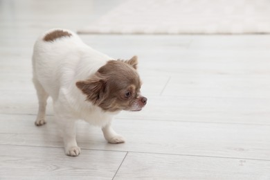 Photo of Adorable Chihuahua dog on floor, space for text