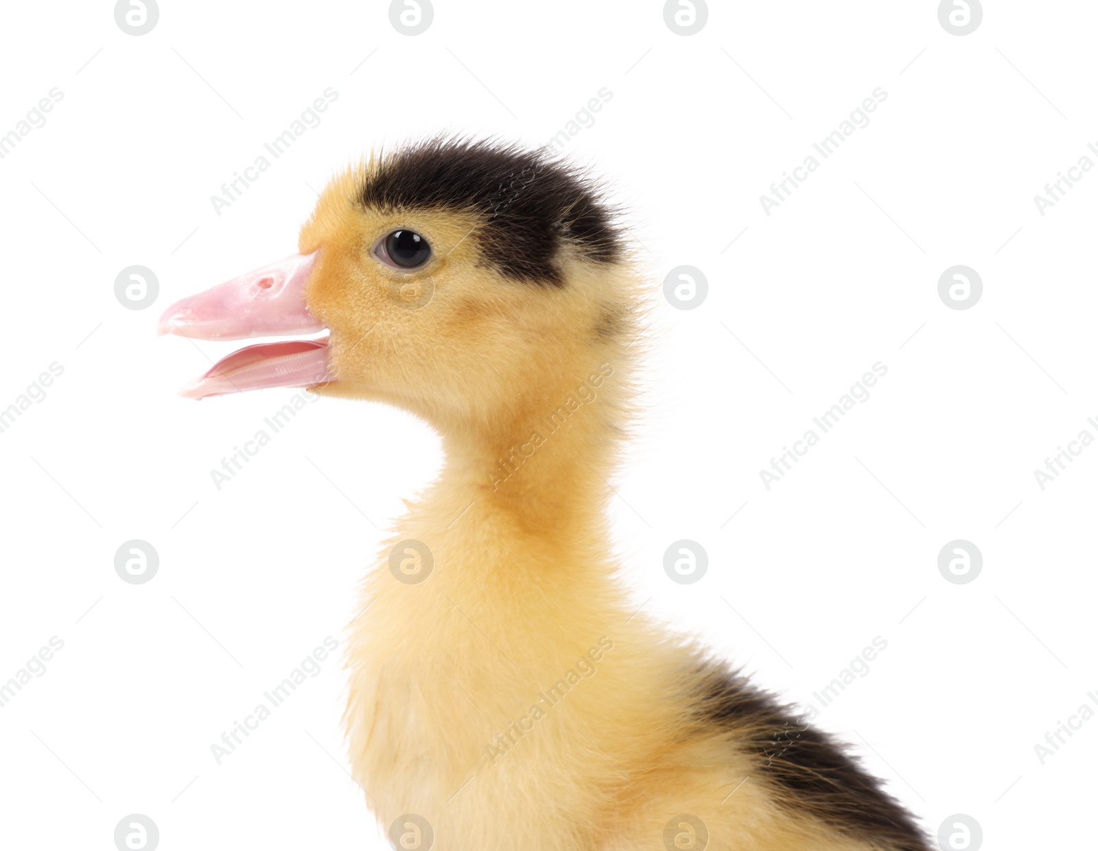 Photo of Baby animal. Portrait of cute fluffy duckling on white background