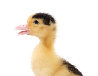 Photo of Baby animal. Portrait of cute fluffy duckling on white background