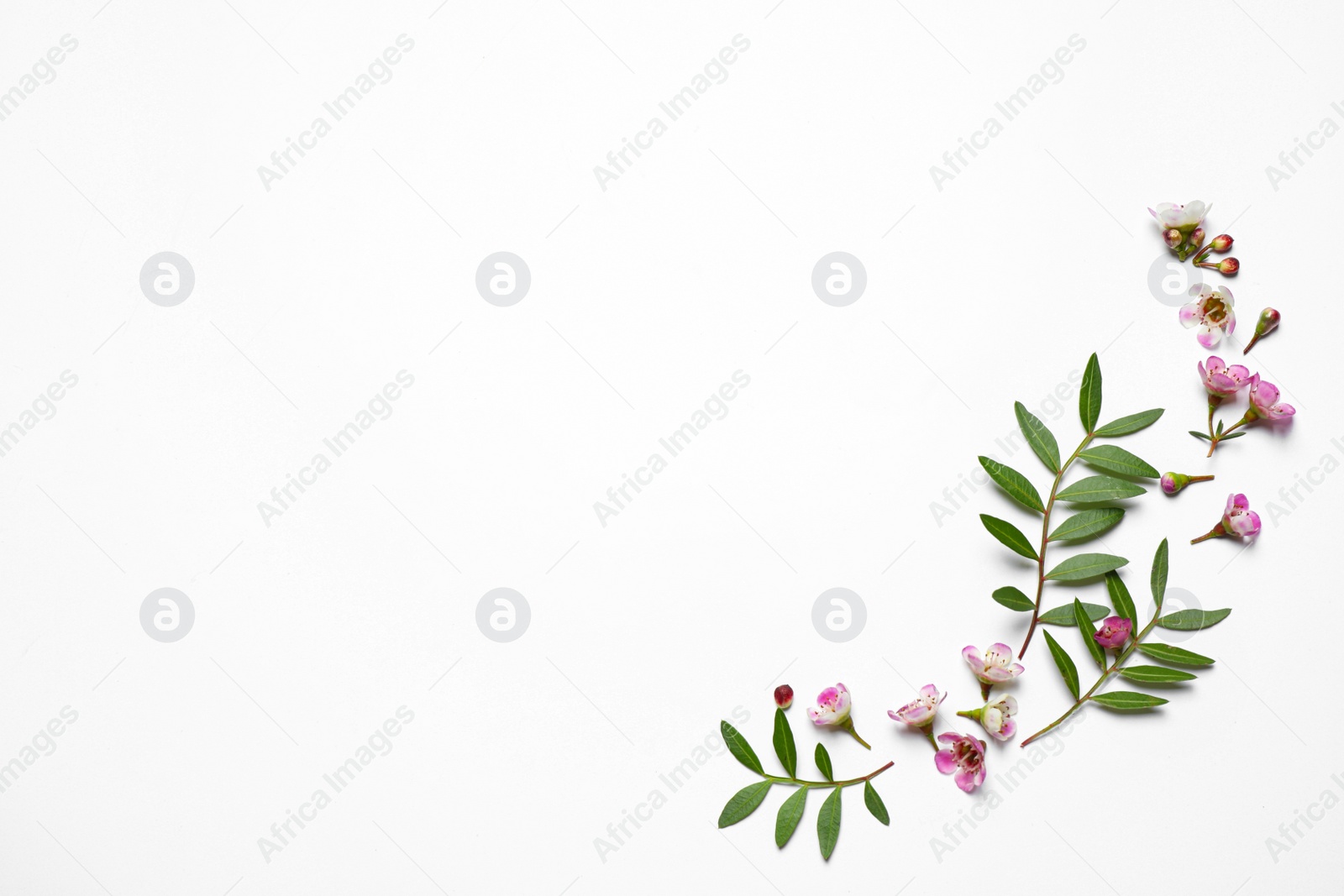 Photo of Composition with beautiful flowers on white background, top view. Floral card design