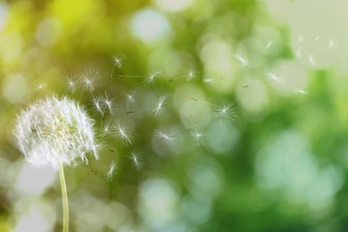 Beautiful fluffy dandelion and flying seeds outdoors on sunny day 