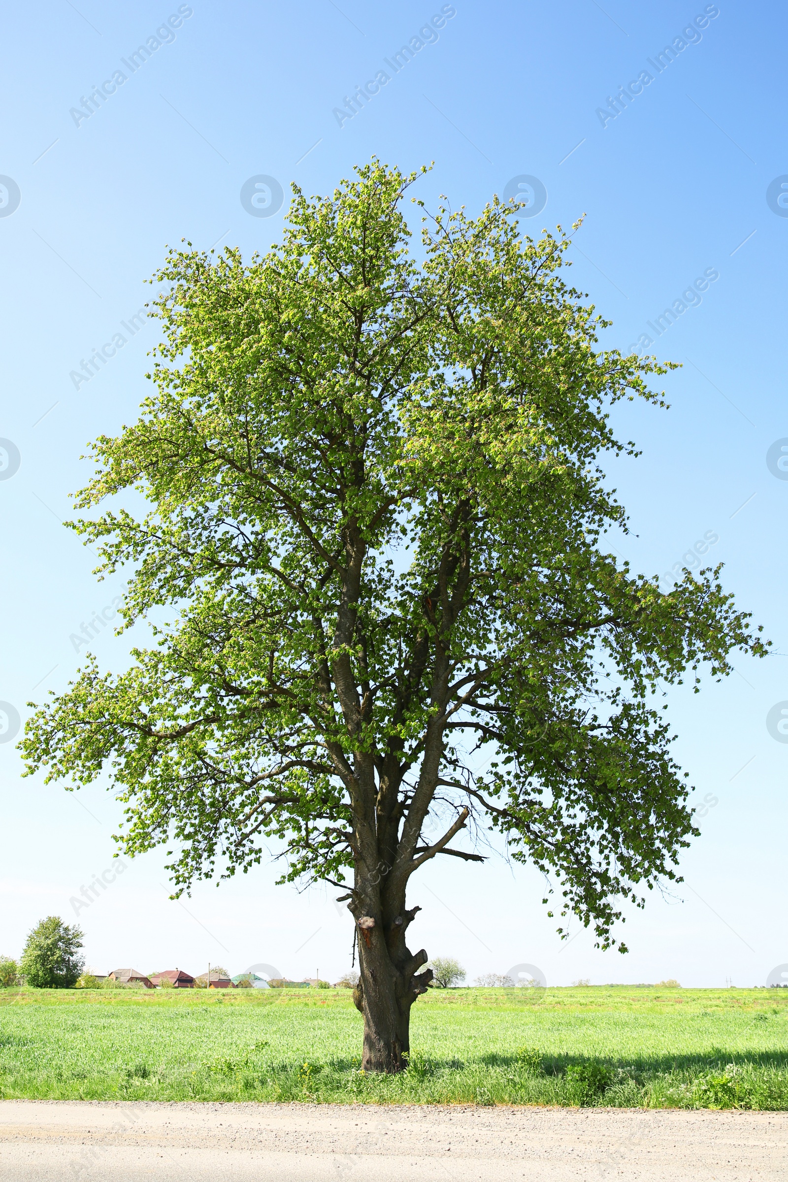 Photo of Beautiful tree with green leaves on branches outdoors