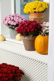 Photo of Beautiful potted chrysanthemum flowers and pumpkins in room