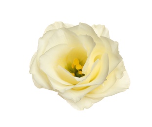 Beautiful fresh Eustoma flower isolated on white