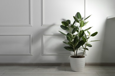 Photo of Potted ficus on floor near white wall indoors, space for text. Beautiful houseplant
