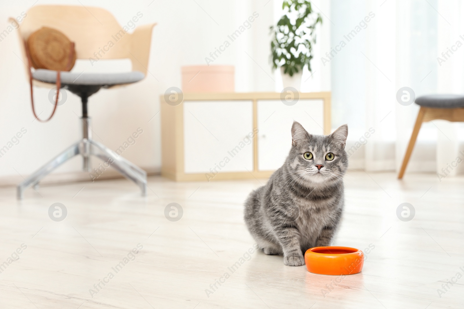 Photo of Adorable cat near bowl of food indoors. Pet care