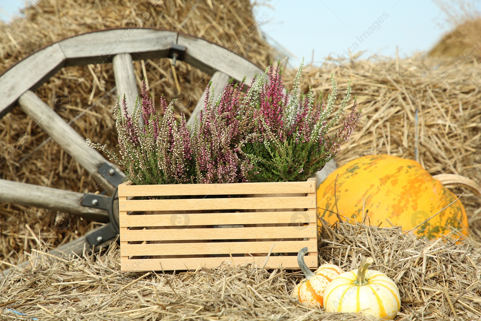 Photo of Beautiful heather flowers in crate and pumpkins on hay outdoors