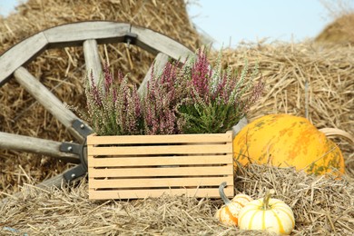 Photo of Beautiful heather flowers in crate and pumpkins on hay outdoors