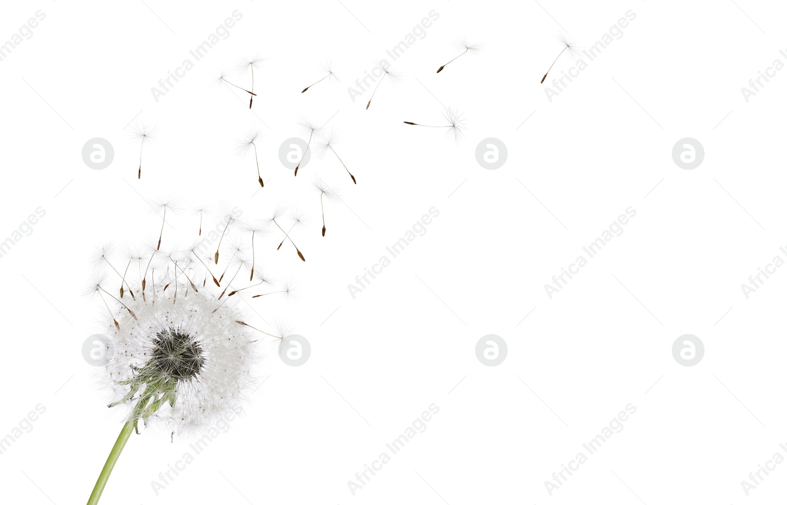 Image of Beautiful puffy dandelion blowball and flying seeds on white background