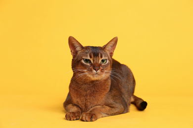Beautiful Abyssinian cat on yellow background. Lovely pet