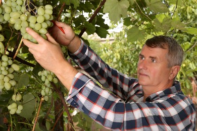 Photo of Farmer with secateurs picking ripe grapes in garden