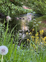 Photo of Swans with cygnets swimming in river outdoors