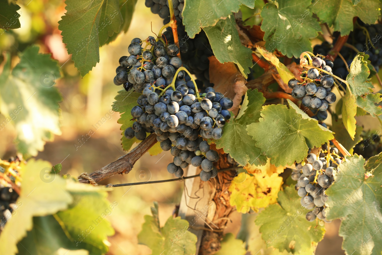 Photo of Fresh ripe juicy grapes growing on branches in vineyard