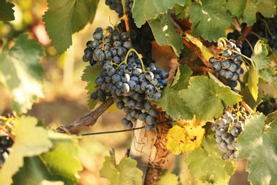 Fresh ripe juicy grapes growing on branches in vineyard