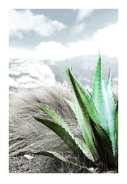 Image of Beautiful agave plant outdoors, color toned. Card design