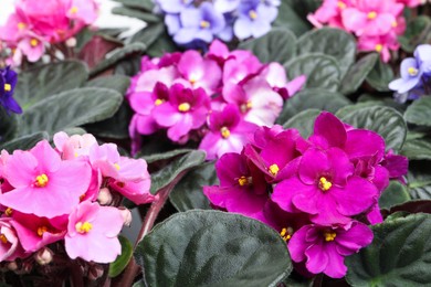 Beautiful blooming violets as background. Plants for house decor