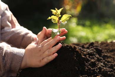 Photo of Small child planting young tree in garden, closeup