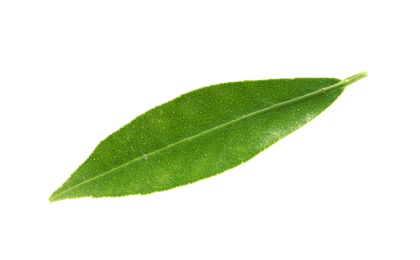 Photo of Fresh green tangerine leaf on white background