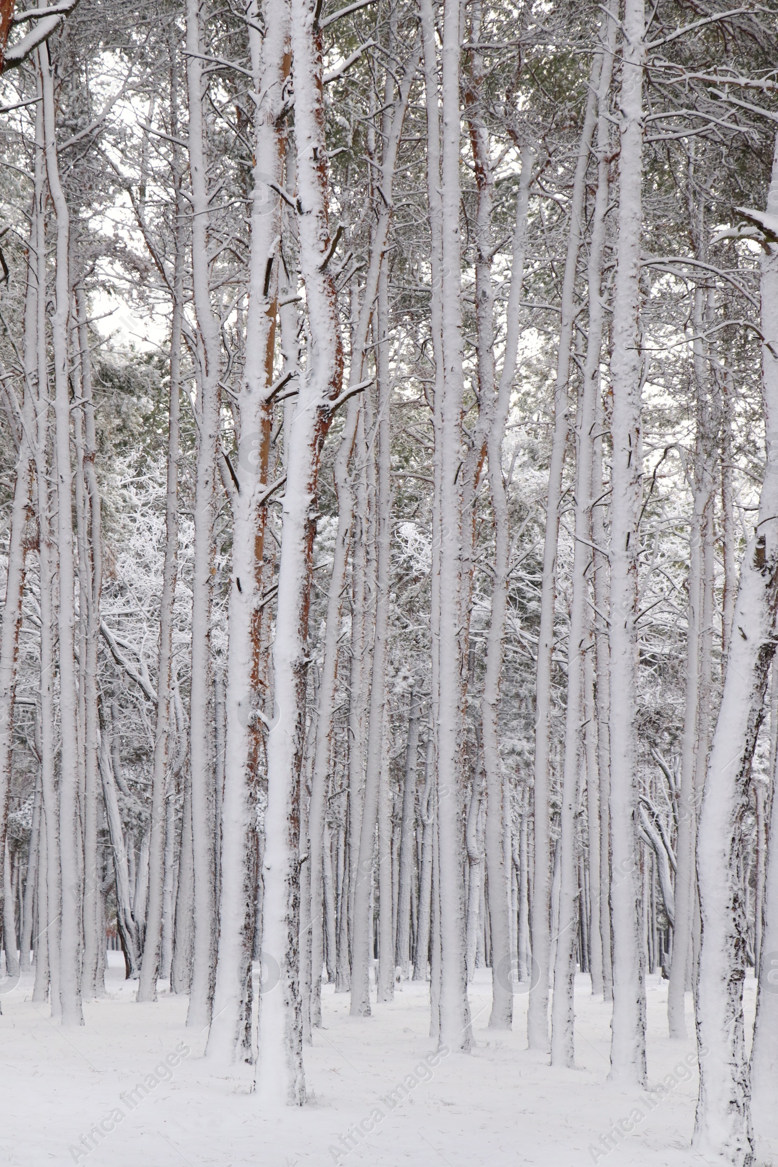 Photo of Picturesque view of beautiful forest covered with snow