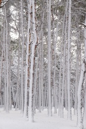 Picturesque view of beautiful forest covered with snow