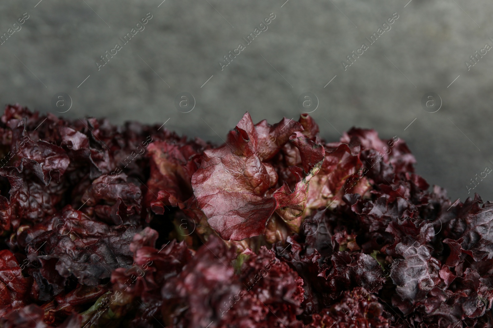 Photo of Leaves of fresh red coral lettuce on blurred background, closeup