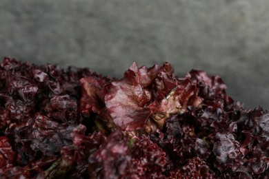 Leaves of fresh red coral lettuce on blurred background, closeup