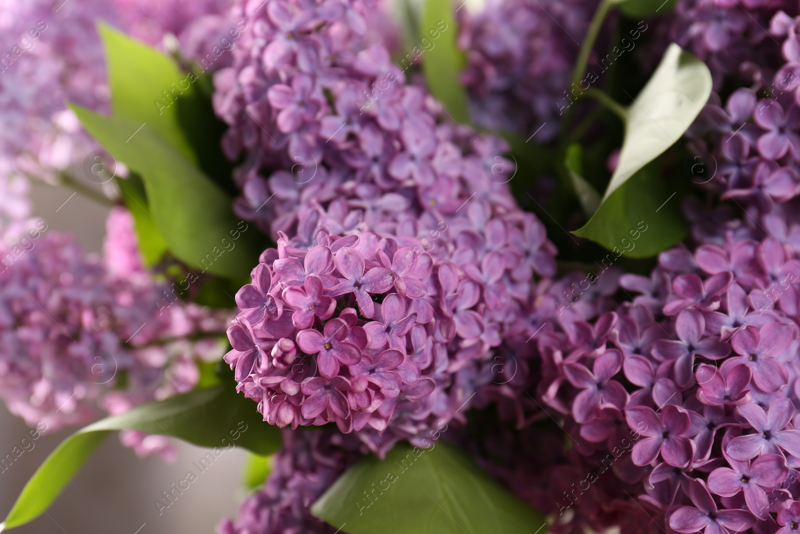 Photo of Beautiful blooming lilac flowers on blurred background, closeup