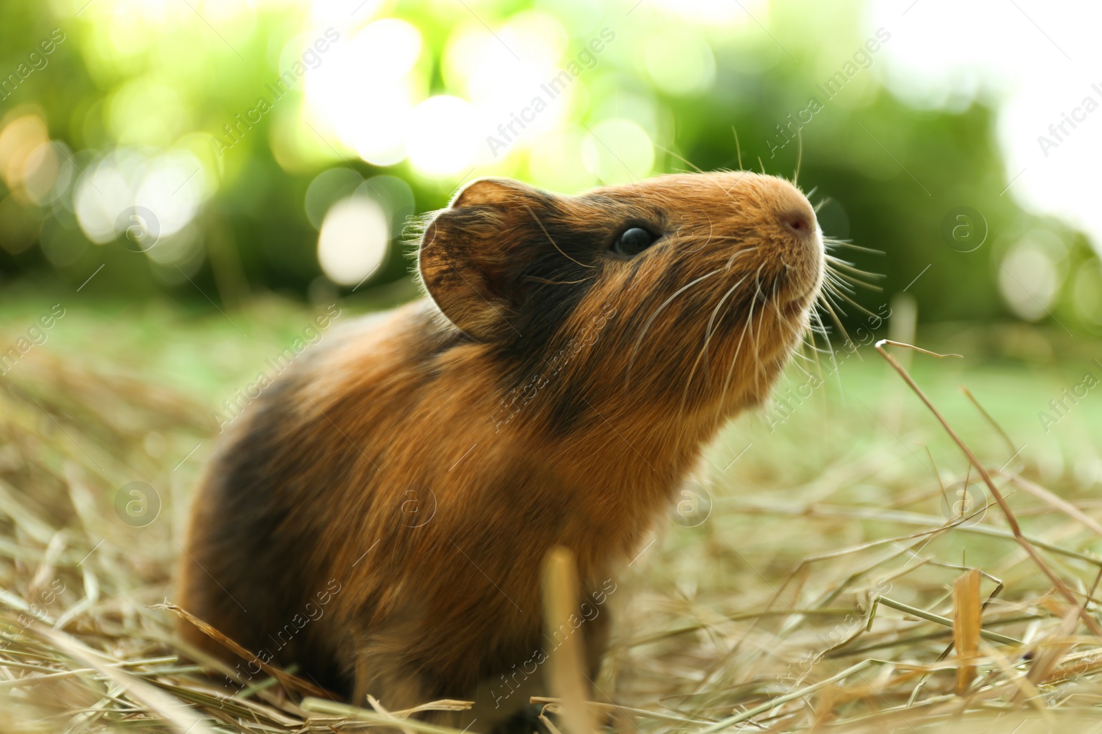 Photo of Cute funny guinea pig and hay outdoors, closeup