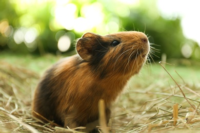 Cute funny guinea pig and hay outdoors, closeup