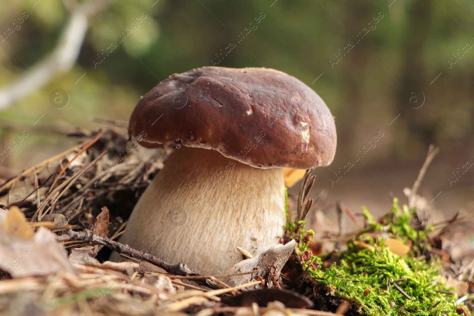 Photo of Beautiful porcini mushroom growing in forest on autumn day