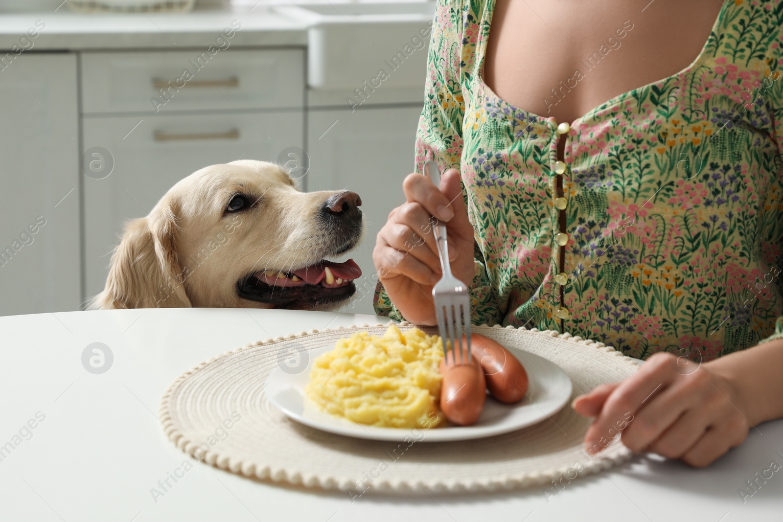 Photo of Cute dog begging for food while owner eating at table, closeup