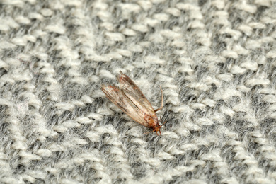 Photo of Common clothes moth (Tineola bisselliella) on light grey fabric, closeup