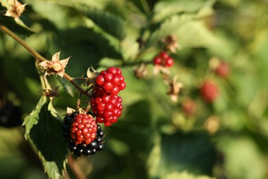 Ripe blackberries growing on bush outdoors, closeup