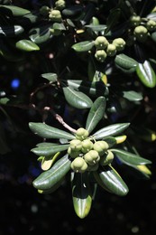 Beautiful pittosporum plant with green berries growing outdoors, closeup