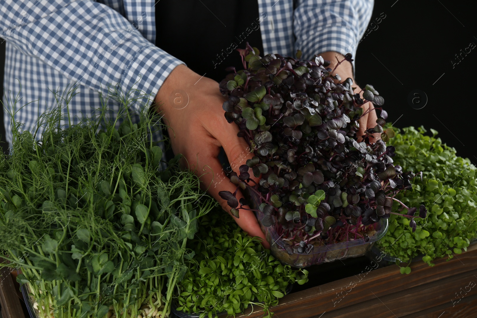 Photo of Man with wooden crate of different fresh microgreens on black background, closeup