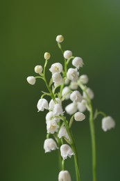 Photo of Beautiful lily of the valley flowers on blurred green background, closeup