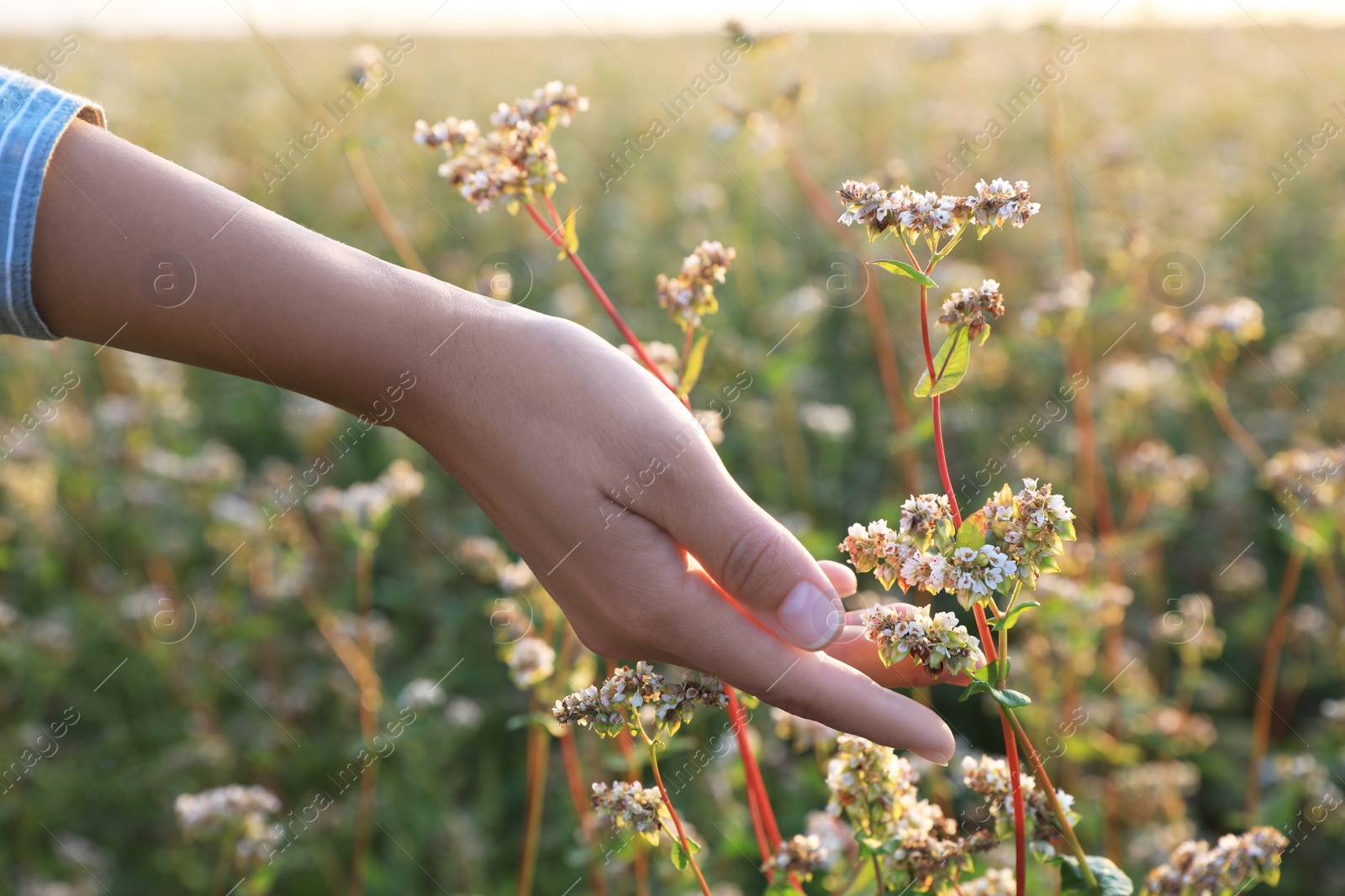 Photo of Woman in beautiful blossoming buckwheat field, closeup