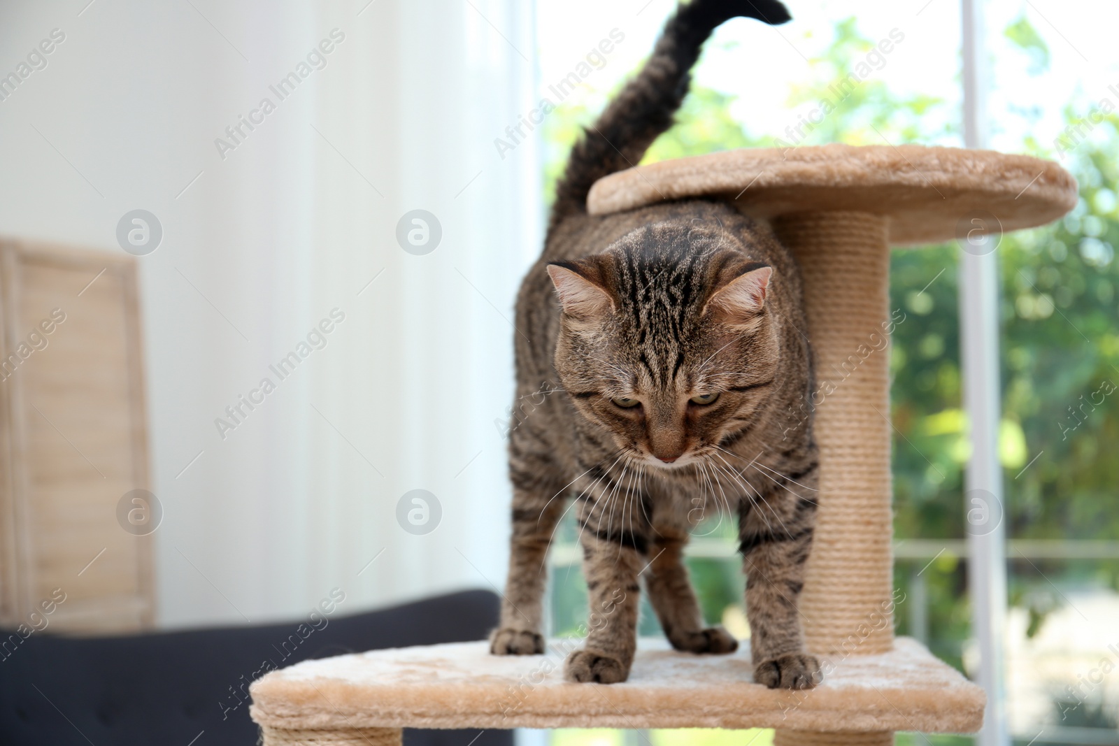 Photo of Cute pussycat on cat tree at home