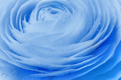 Beautiful light blue ranunculus flower as background, closeup