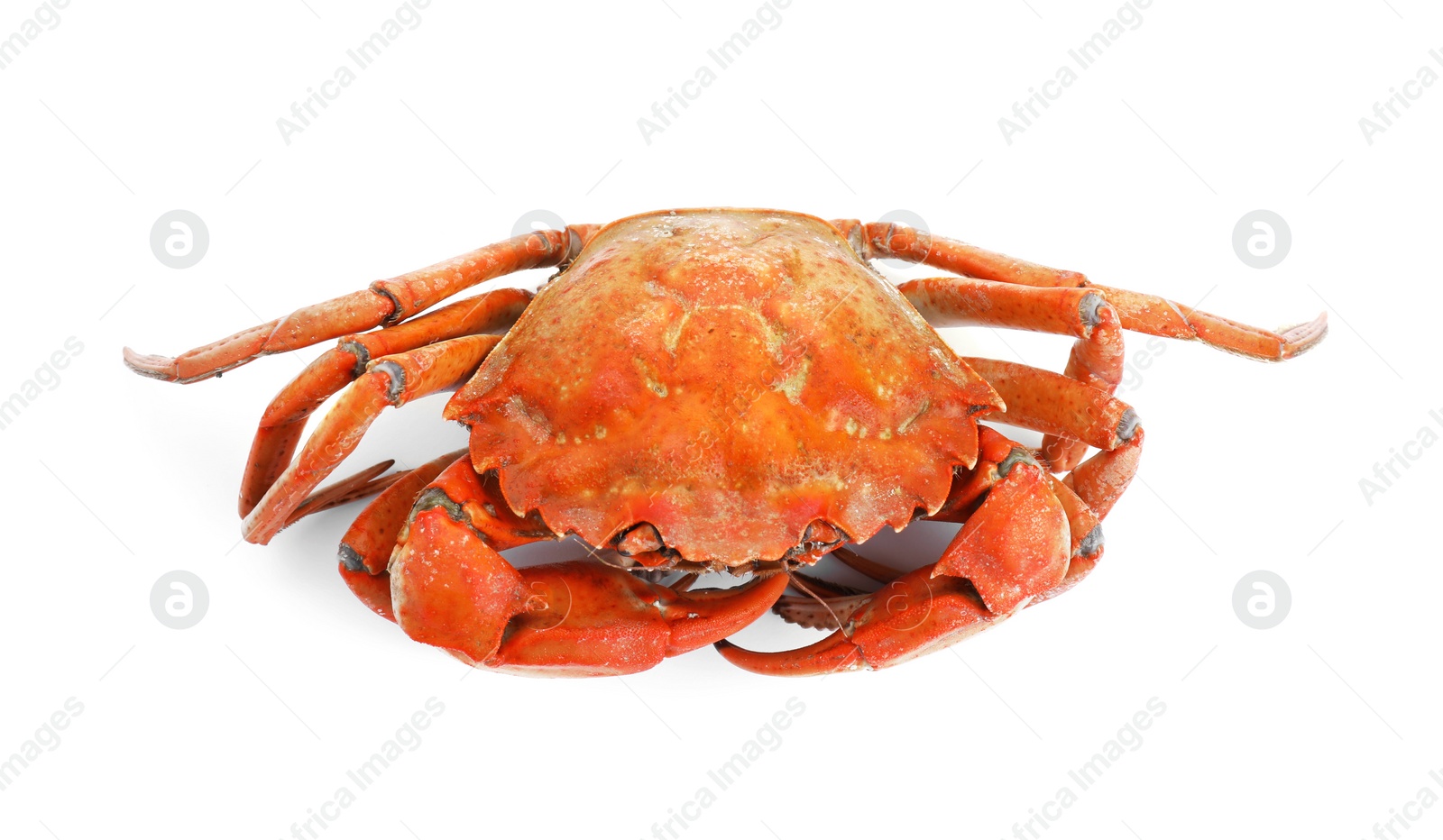 Photo of One delicious boiled crab isolated on white