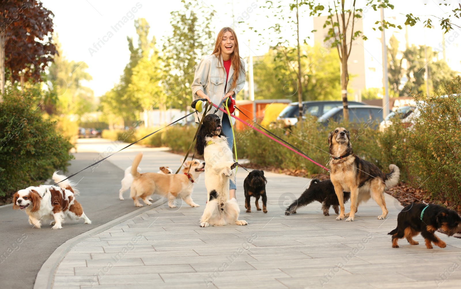 Photo of Young woman walking adorable dogs in park