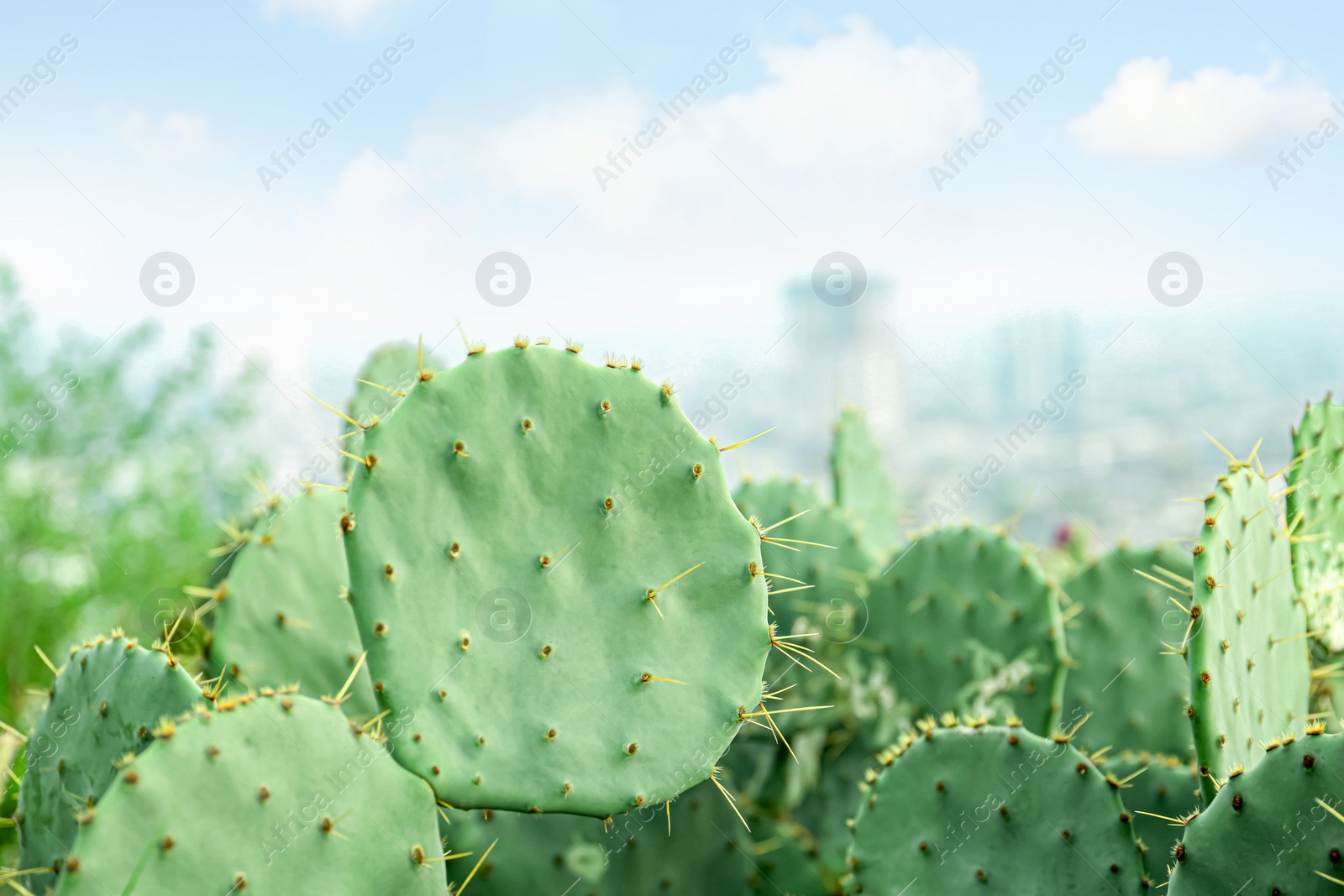 Photo of Beautiful view of cactuses with thorns under cloudy sky, closeup