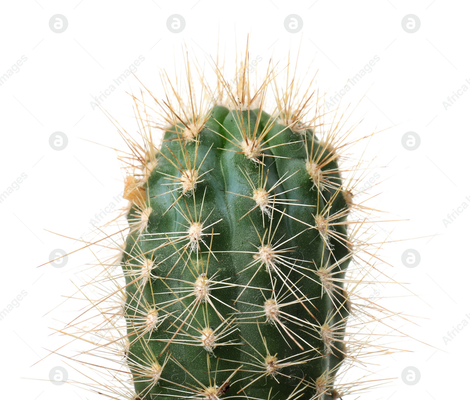 Photo of Beautiful cactus on white background