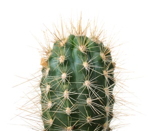 Beautiful cactus on white background